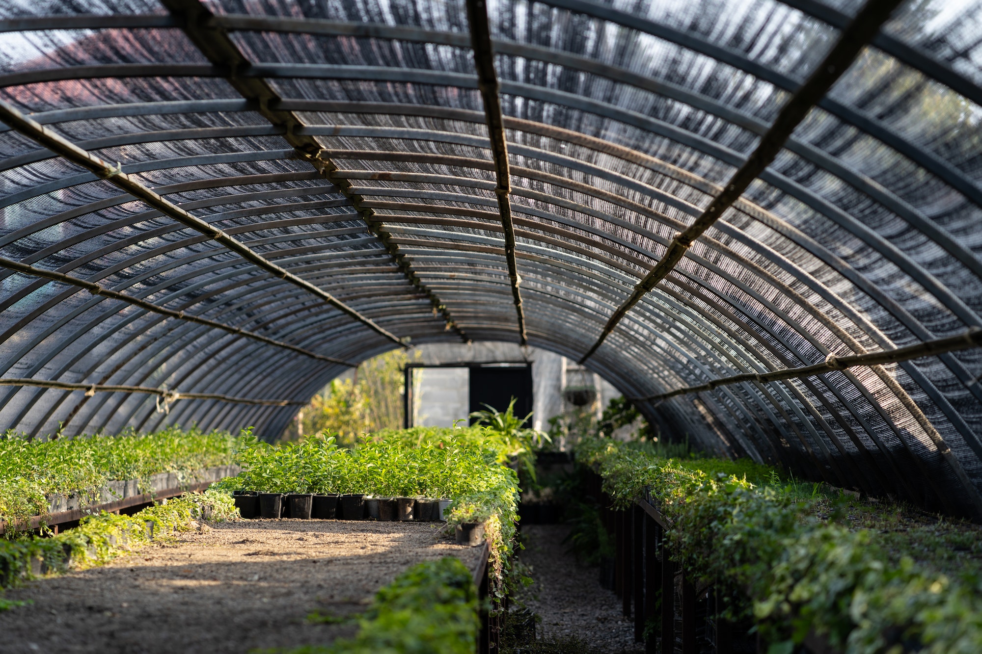 Greenhouse room with tropical plants located along long corridors structure with glass roof
